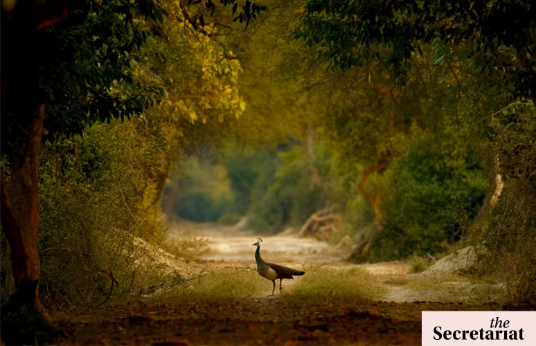 Budget 2024: Greener Directions Beckon, Environment Ministry Needs More Funds To Get There