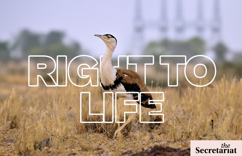 SC Order On Great Indian Bustard Gives New Twist To Battle Against Climate Change