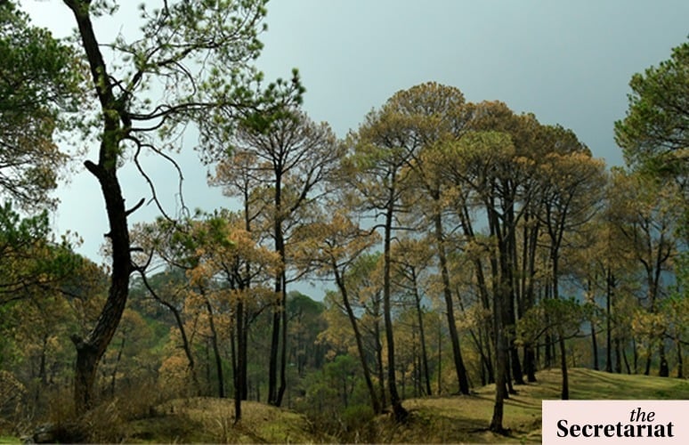 India,  nationally determined contributions,  climate goals,  conservation, forests, natural forests