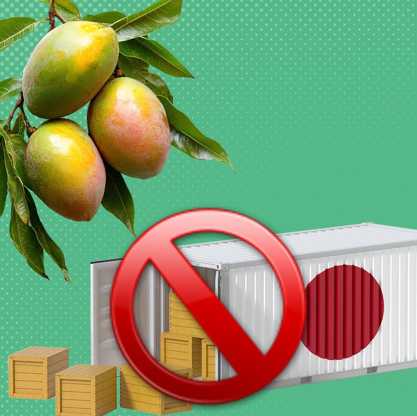 Indian mangoes, Japan mango ban, Indian mangoes rejected by Japan, mango exports to Japan