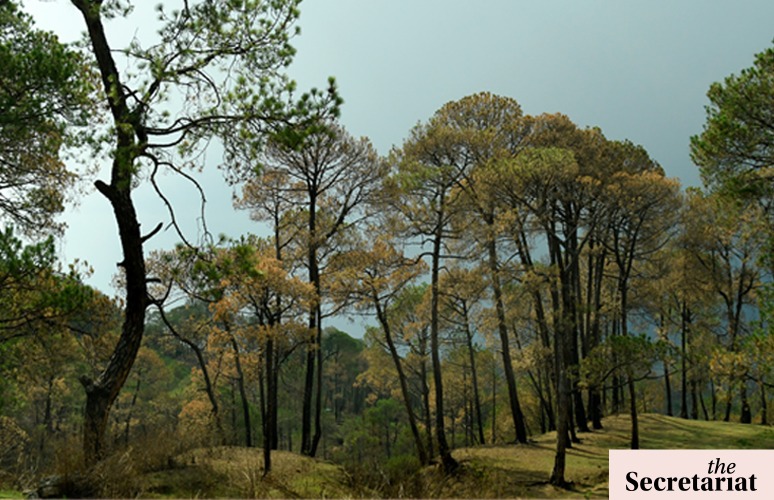 India Makes Tiny Gain In Forest Cover, Needs To Do More