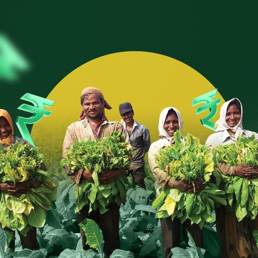 Tobacco, Cigarettes, Tobacco Cultivation, Tobacco Industry, Tobacco India, Crop Diversification
