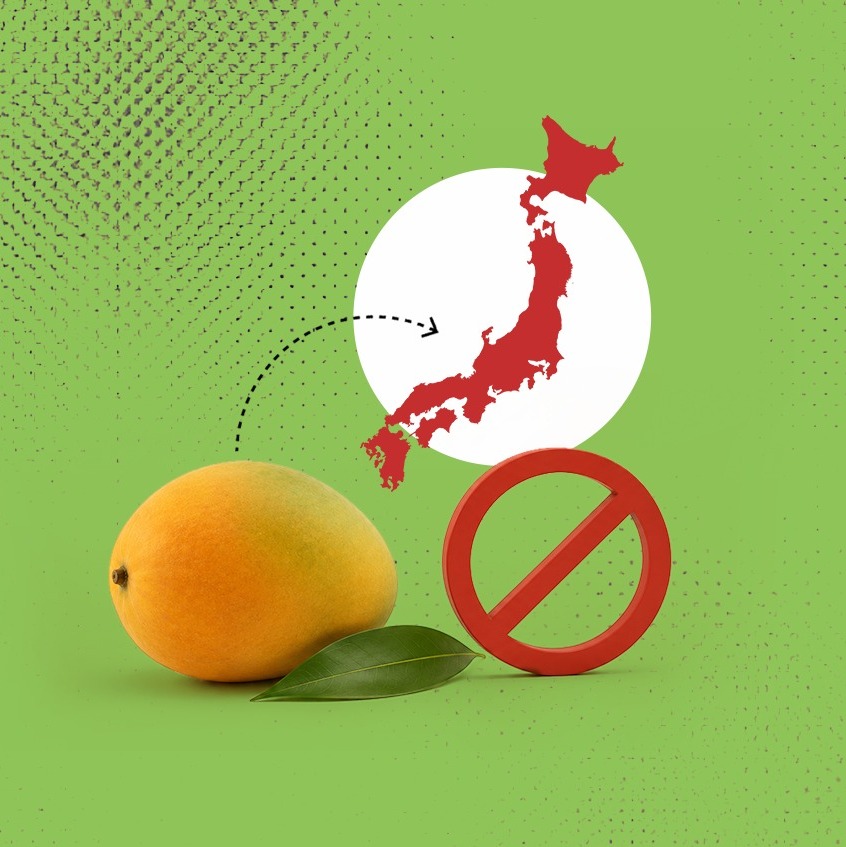Indian Mango Export Rejection Raises Food Safety Concerns
